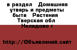  в раздел : Домашняя утварь и предметы быта » Растения . Тверская обл.,Нелидово г.